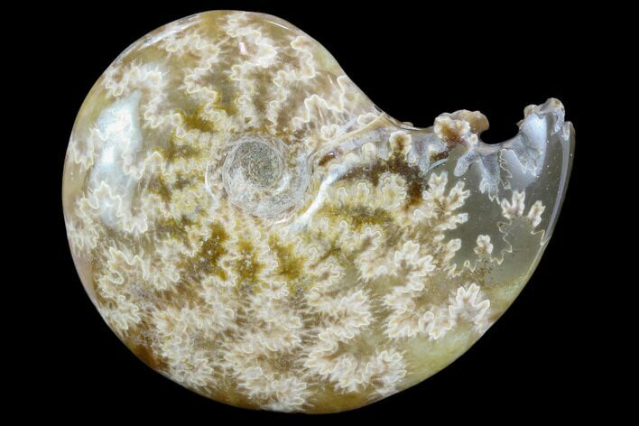 Polished, Agatized Ammonite (Cleoniceras) - Madagascar #117402